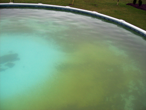 Green Algae On Pool Floor