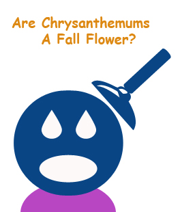 Are Chrysanthemums A Fall Flower?