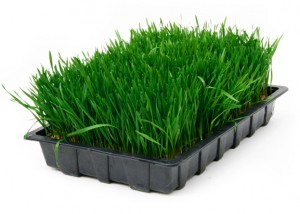 Wheatgrass Picture